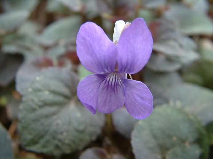 Viola labradorica Viola labradorica