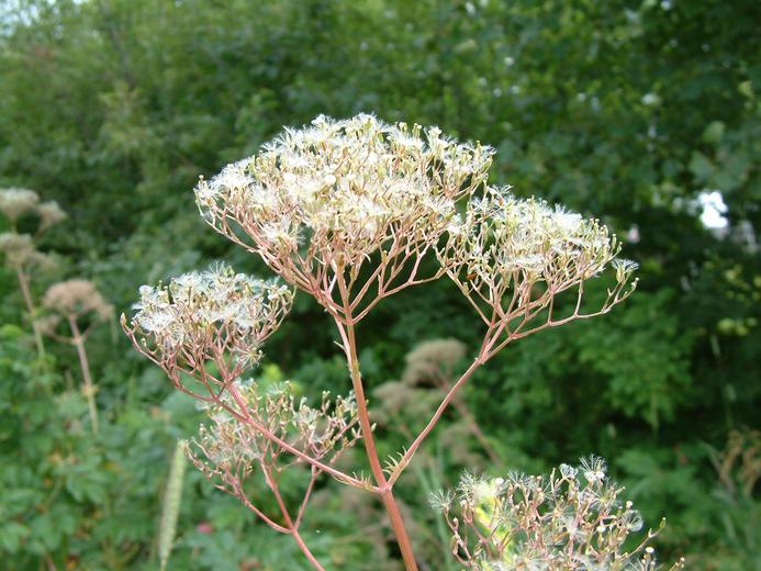 Valeriana officinalis