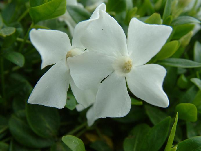 Vinca minor Vinca minor