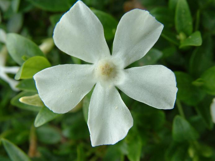 Vinca minor