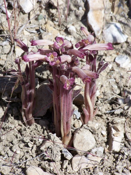 Orobanche fasciculata Orobanche fasciculata