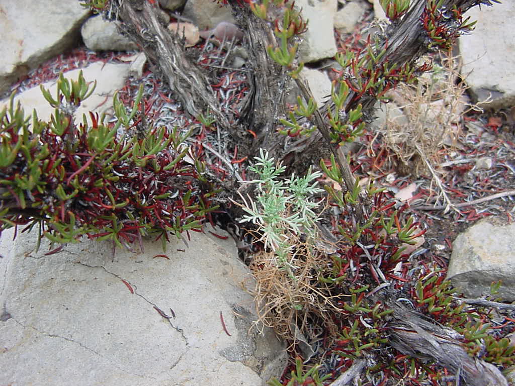 Adenostoma fasciculatum