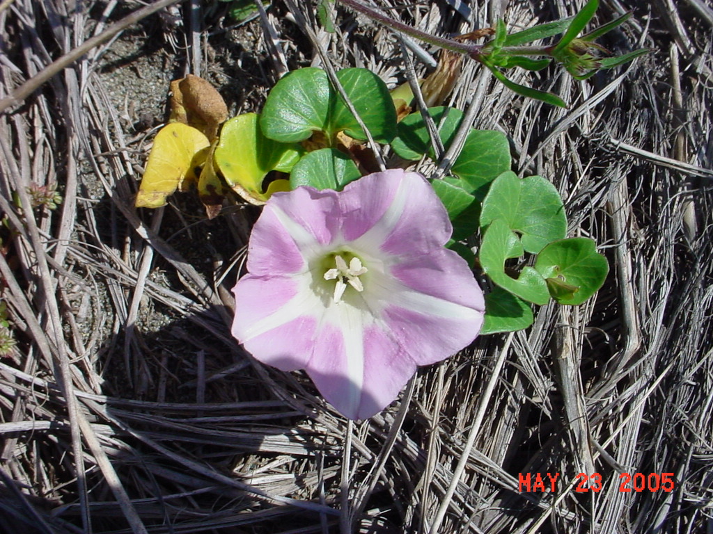 Calystegia soldanella Calystegia soldanella
