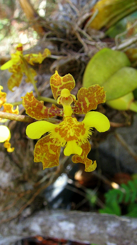 Oncidium barbatum