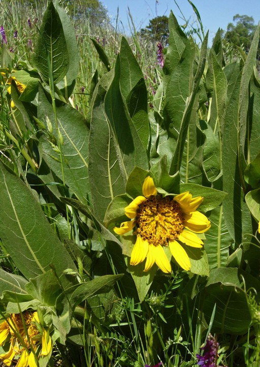 Wyethia glabra Wyethia glabra