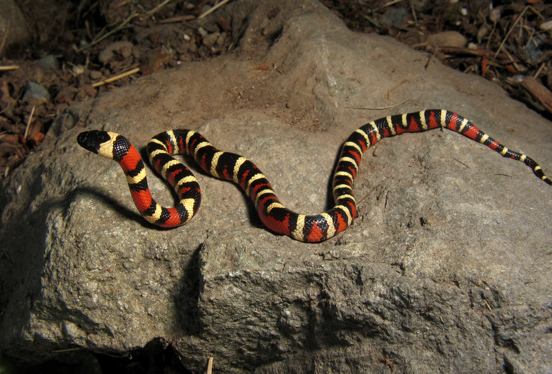 Lampropeltis zonata