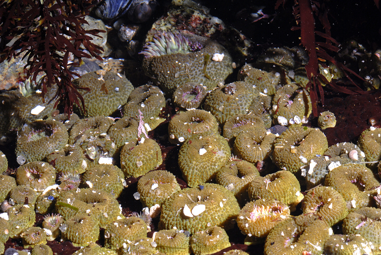 Anthopleura elegantissima Anthopleura elegantissima