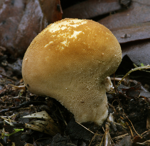Lycoperdon perlatum Lycoperdon perlatum