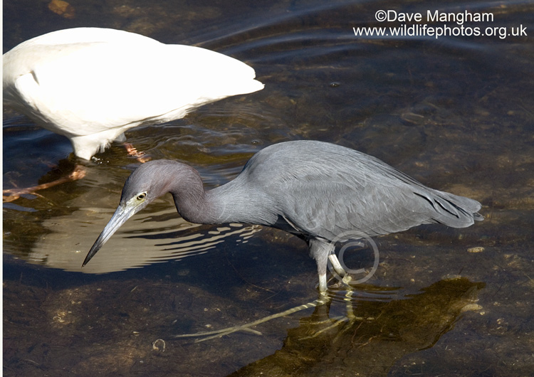 Egretta caerulea