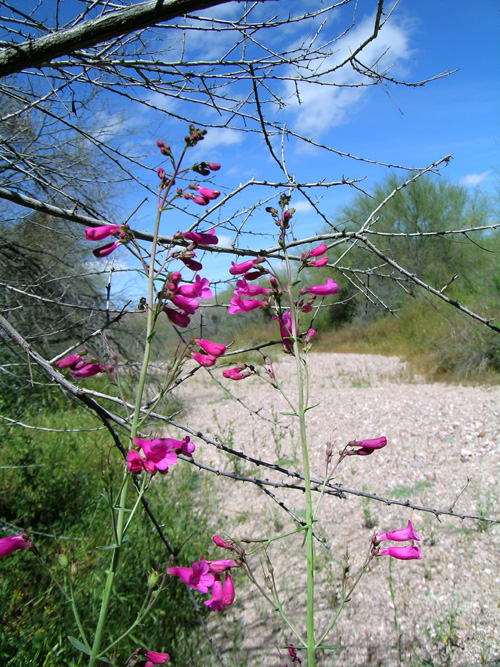 Penstemon parryi Penstemon parryi