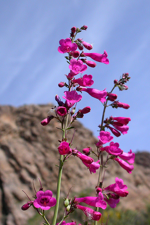 Penstemon parryi Penstemon parryi