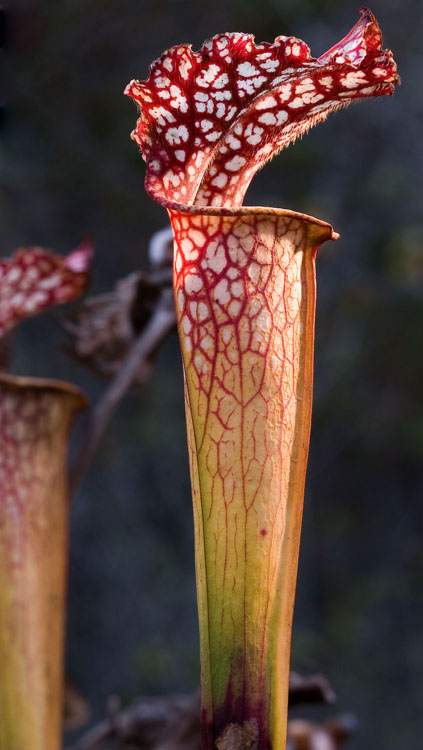Sarracenia leucophylla Sarracenia leucophylla