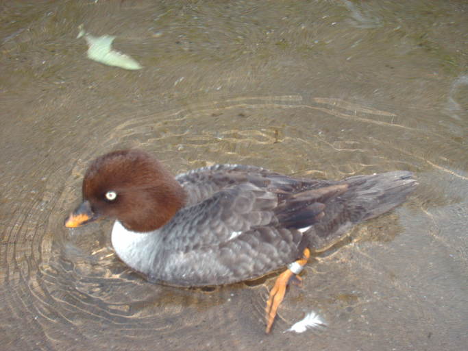 Bucephala clangula Bucephala clangula