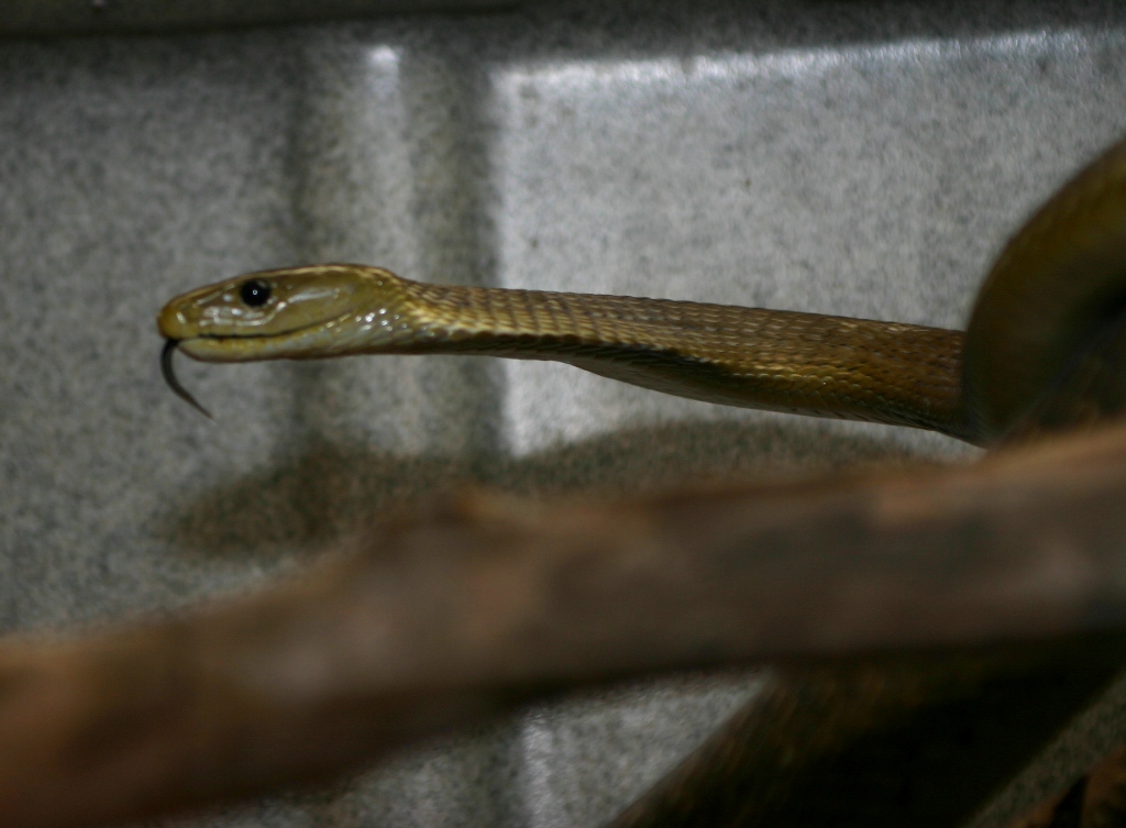 Dendroaspis polylepis Dendroaspis polylepis