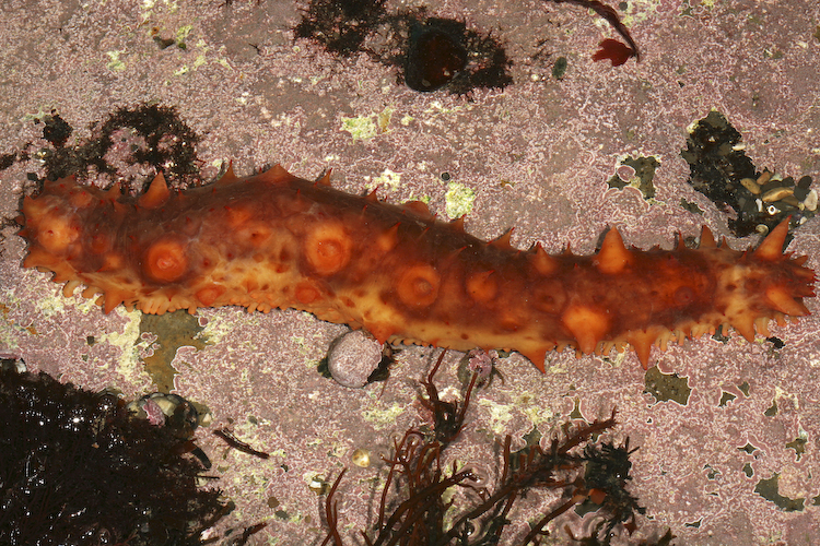 Parastichopus californicus (California sea cucumber) (Stichopus ...