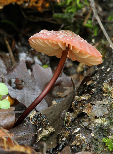 Marasmius plicatulus Marasmius plicatulus