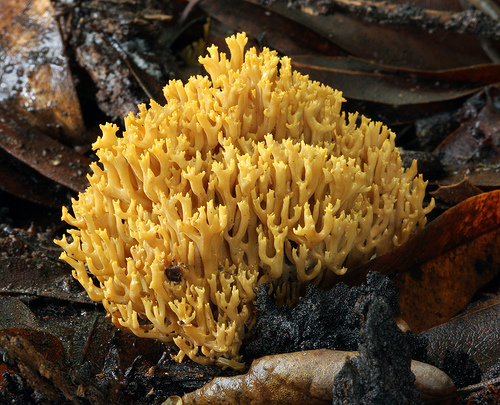 Ramaria stricta Ramaria stricta