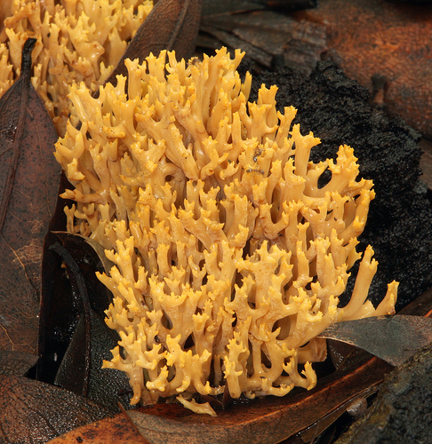 Ramaria stricta Ramaria stricta