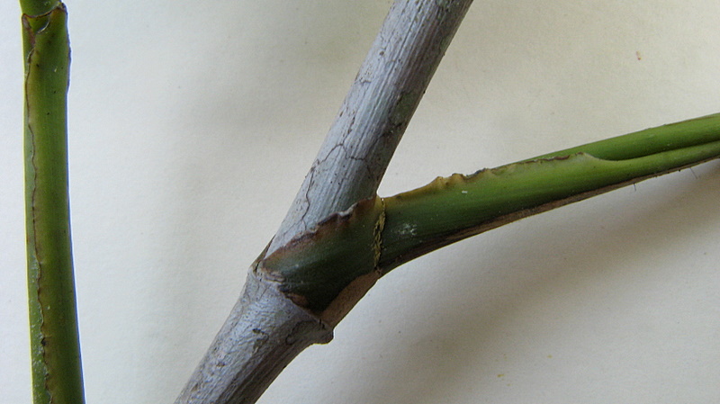 Philodendron surinamense