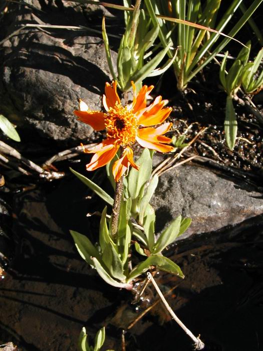 Raillardella pringlei Raillardella pringlei