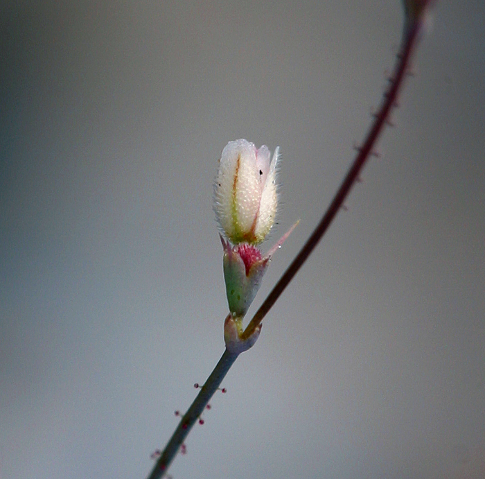 Oxytheca dendroidea ssp. dendroidea Oxytheca dendroidea ssp. dendroidea