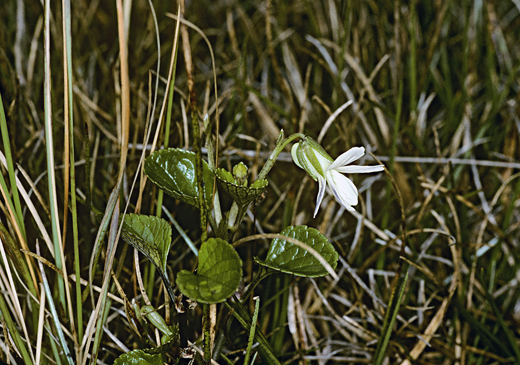 Viola kauaensis var. kauaensis