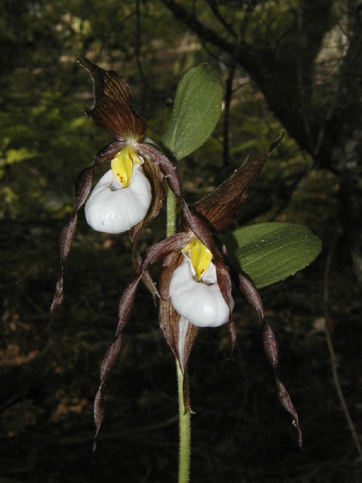 Cypripedium montanum