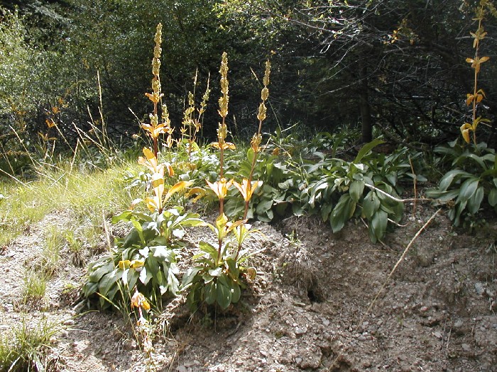 Frasera umpquaensis Frasera umpquaensis