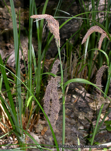 Carex obnupta