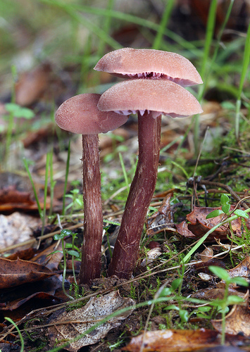 Laccaria amethysteo-occidentalis