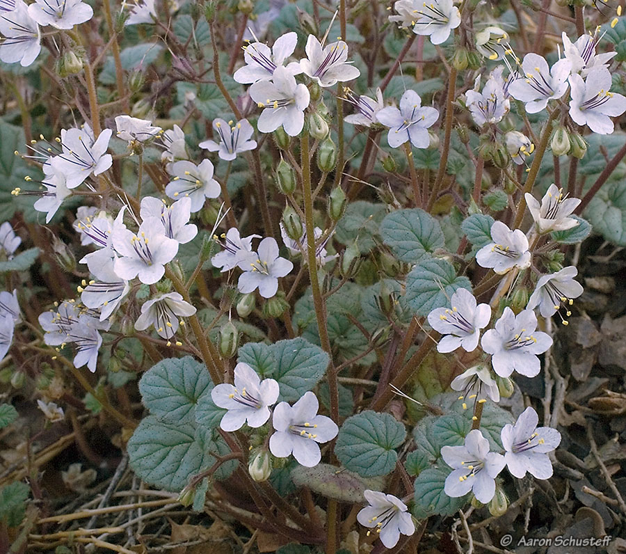 Phacelia longipes Phacelia longipes