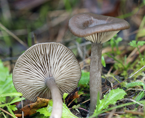Pseudoclitocybe cyathiformis Pseudoclitocybe cyathiformis