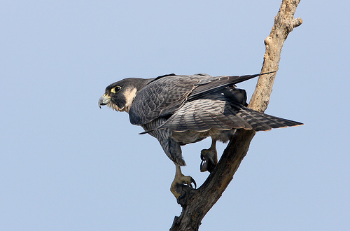 Falco peregrinus