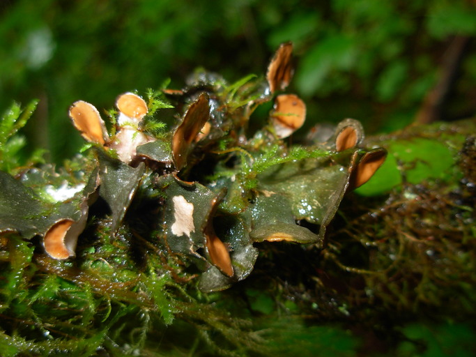 Nephroma bellum