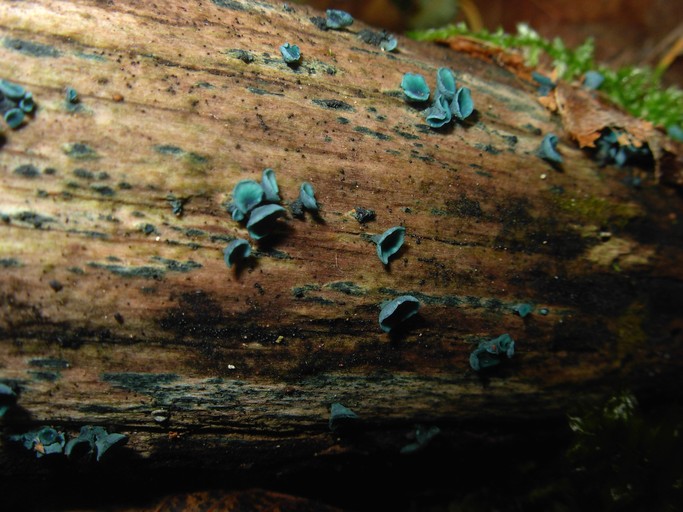 Chlorociboria aeruginascens Chlorociboria aeruginascens