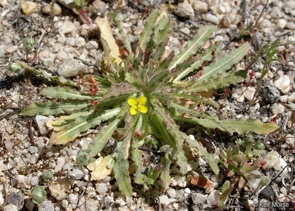 Camissoniopsis micrantha