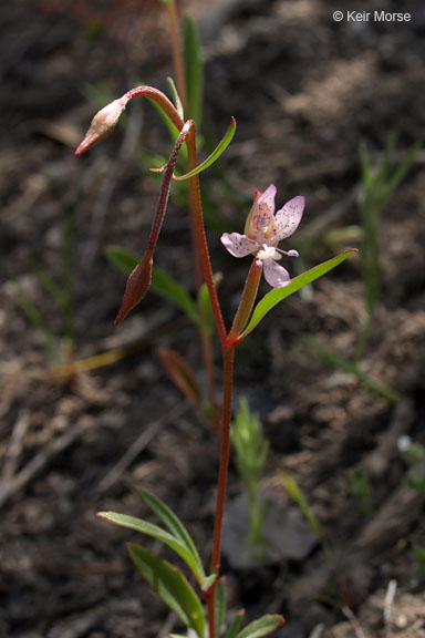 Clarkia similis