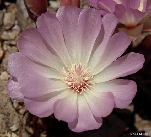 Lewisia rediviva var. rediviva