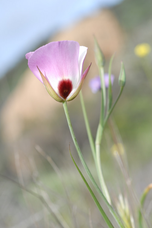 Calochortus catalinae Calochortus catalinae