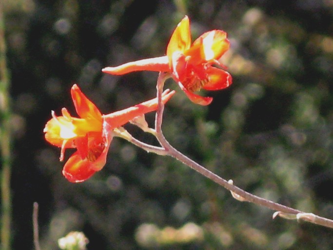 Delphinium cardinale