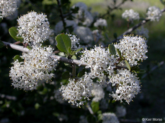 Ceanothus cuneatus var. cuneatus