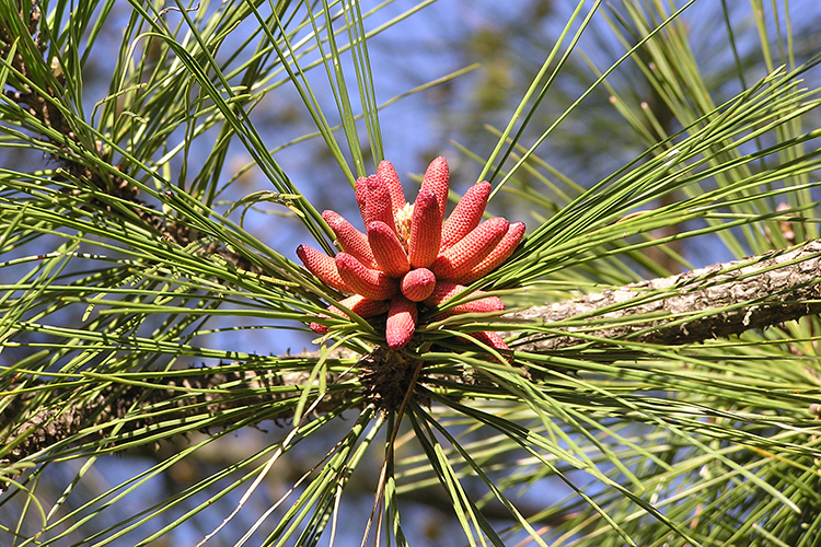 Pinus ponderosa Pinus ponderosa