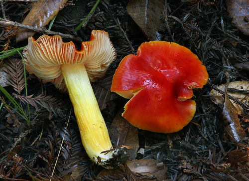 Hygrocybe punicea Hygrocybe punicea