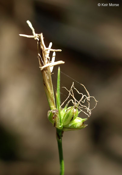 Carex brevicaulis