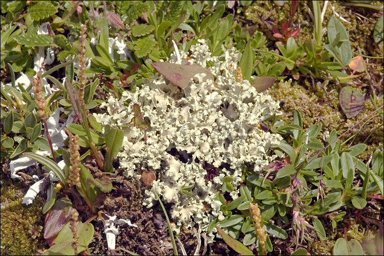 Flavocetraria cucullata