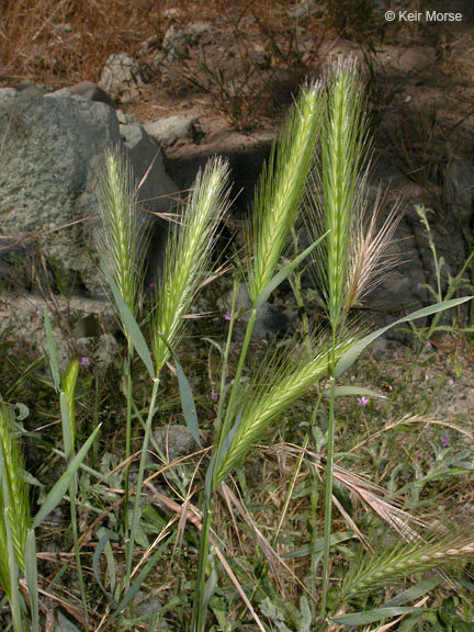 Hordeum murinum ssp. leporinum