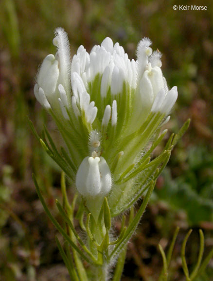 Castilleja exserta ssp. exserta