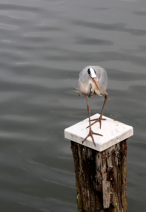 Ardea cinerea