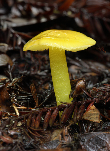 Hygrocybe flavescens Hygrocybe flavescens