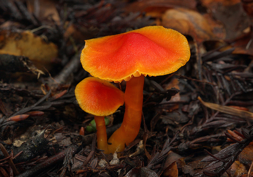 Hygrocybe miniata Hygrocybe miniata